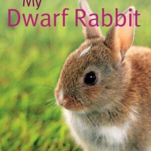 My Dwarf Rabbit