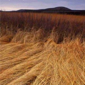 Asylum in the Grasslands