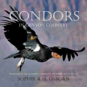 Condors in Canyon Country